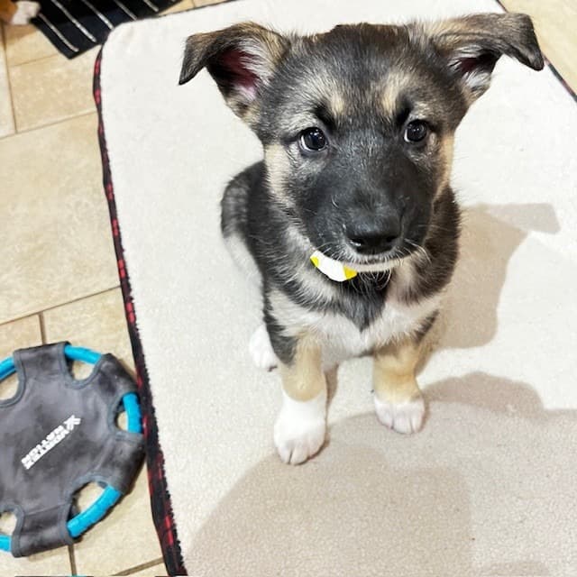 Freya - Mixed Breed available for adoption in Calgary