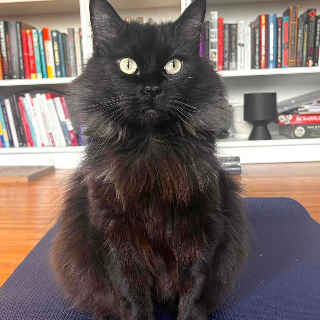 Wolfie - Domestic Longhair cat available for adoption at Vancouver Orphan Kitten Rescue Association in Vancouver