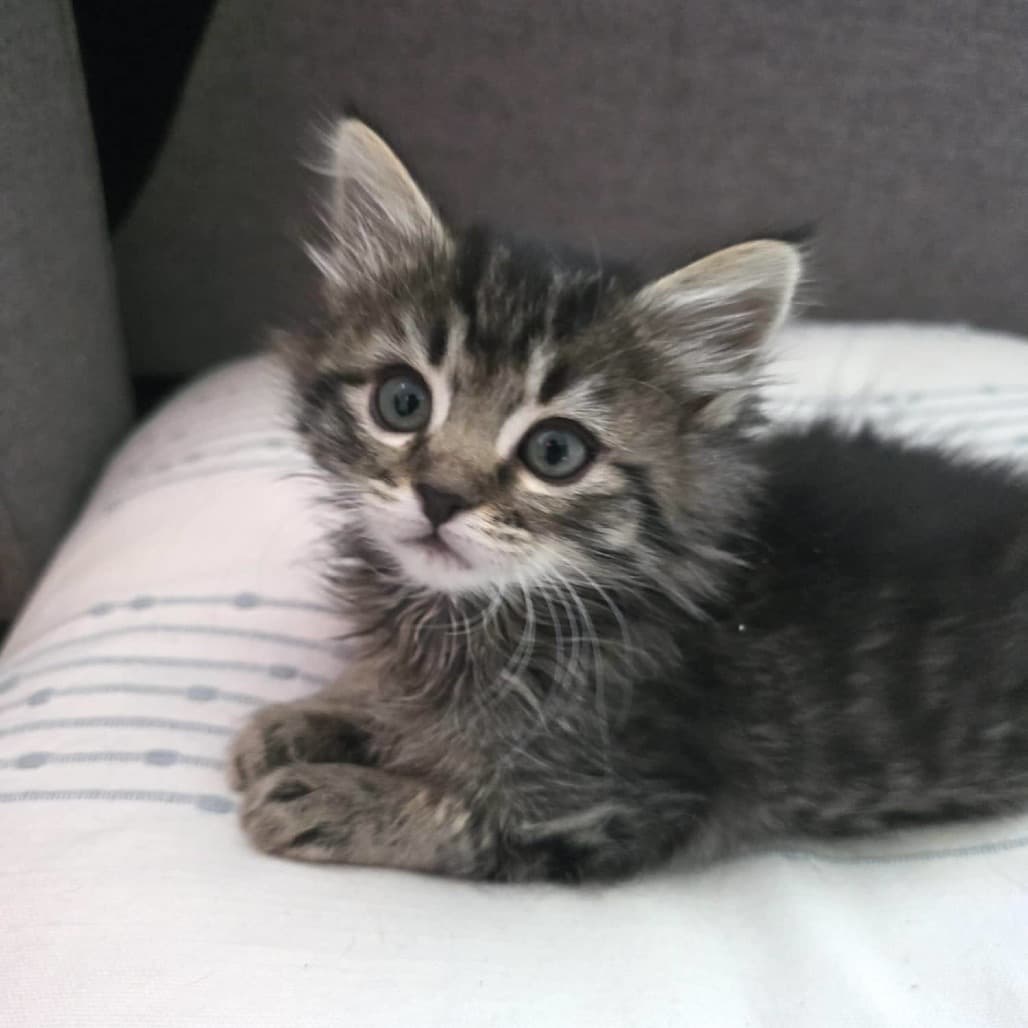 Franci - Domestic Shorthair cat available for adoption at Vancouver Orphan Kitten Rescue Association in British Columbia