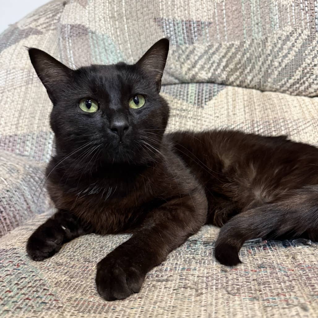 Emery - Domestic Shorthair cat available for adoption in Saskatchewan