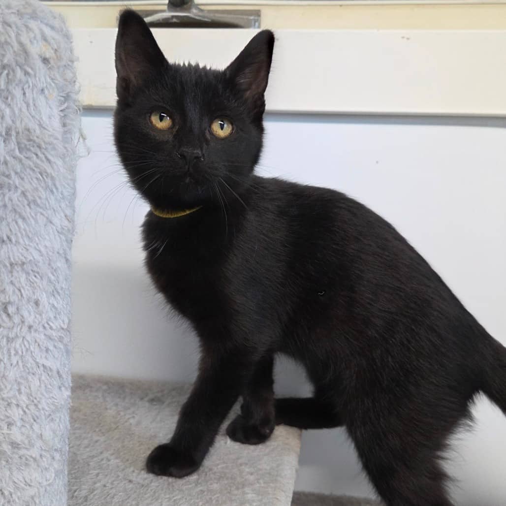 Rose - Domestic Shorthair available for adoption