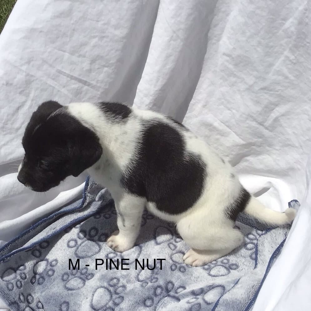 Pinenut - Mixed Breed available for adoption
