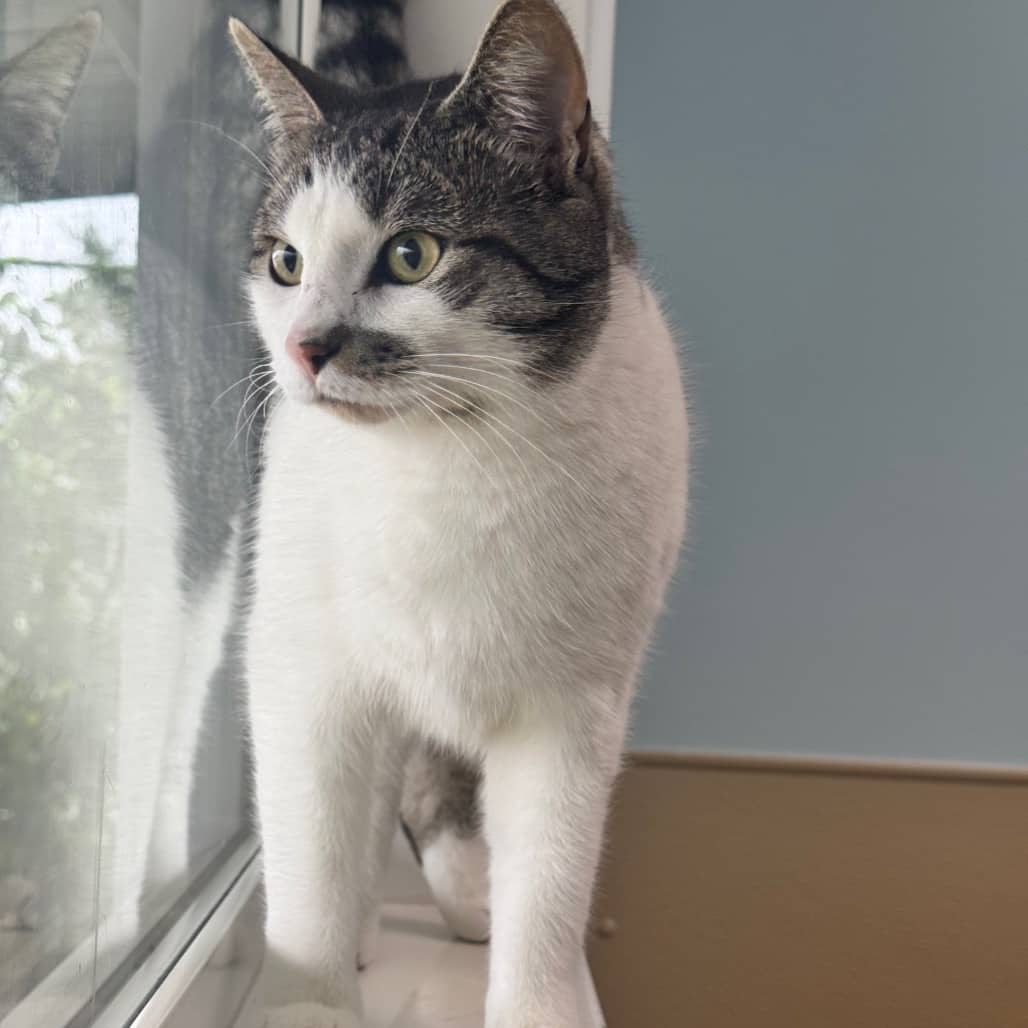 Hank - Domestic Shorthair cat available for adoption at Prince Albert SPCA in Prince Albert