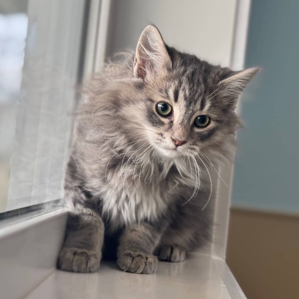 Tuna - Domestic Longhair available for adoption