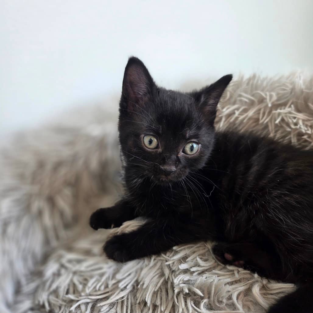 Clove - Domestic Shorthair cat available for adoption at Battlefords Humane Society in North Battleford
