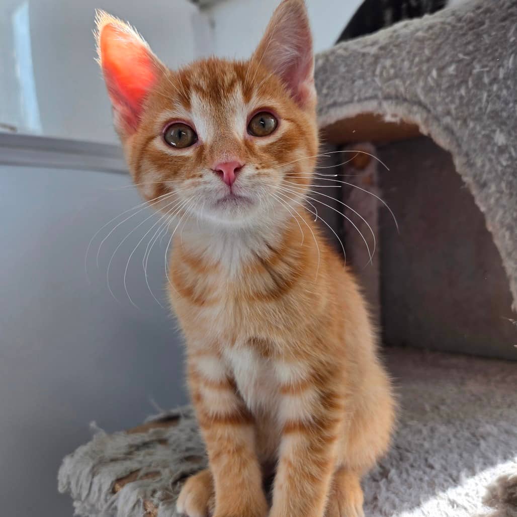 Gary - Domestic Shorthair cat available for adoption in Saskatchewan