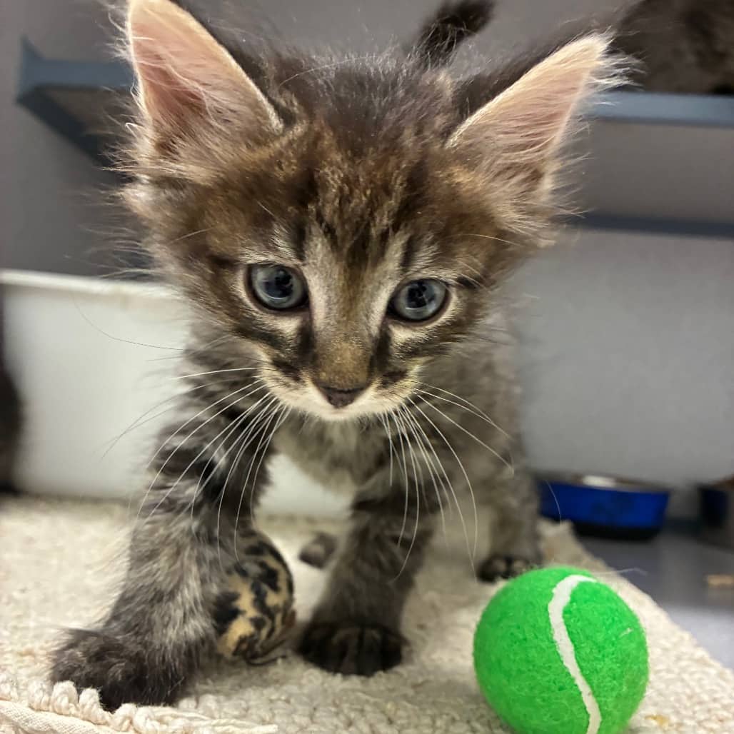 Grimm - Domestic Shorthair available for adoption