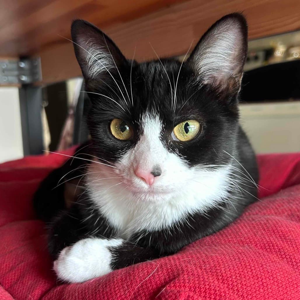 Pebbles - Domestic Shorthair available for adoption