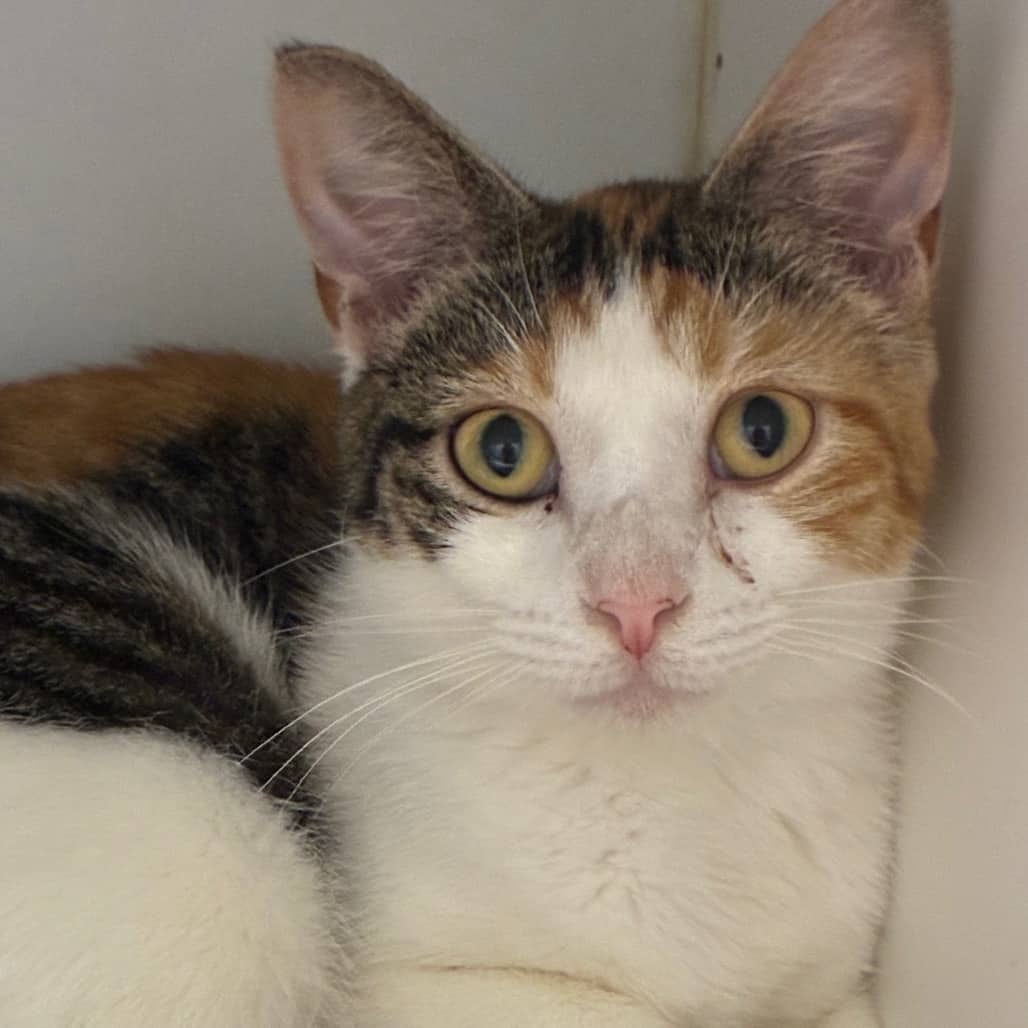 Velma - Domestic Shorthair cat available for adoption at Battlefords Humane Society in North Battleford