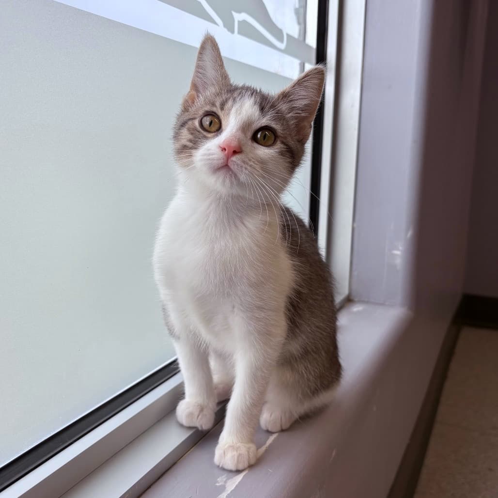 Flower Bud - Domestic Shorthair cat available for adoption at Saskatoon SPCA in Saskatoon