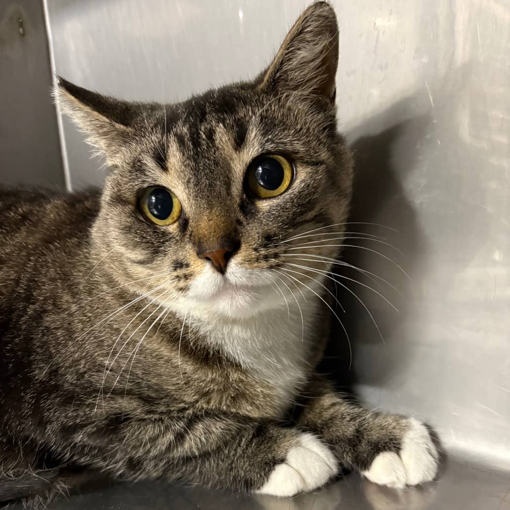Tina - Domestic Shorthair / Domestic Shorthair cat available for adoption in Calgary