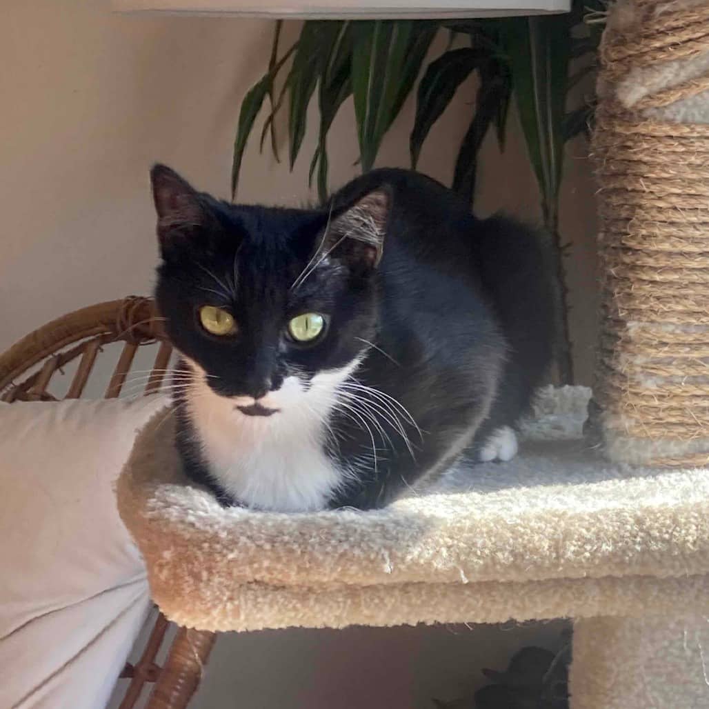 Raygun - Domestic Shorthair available for adoption