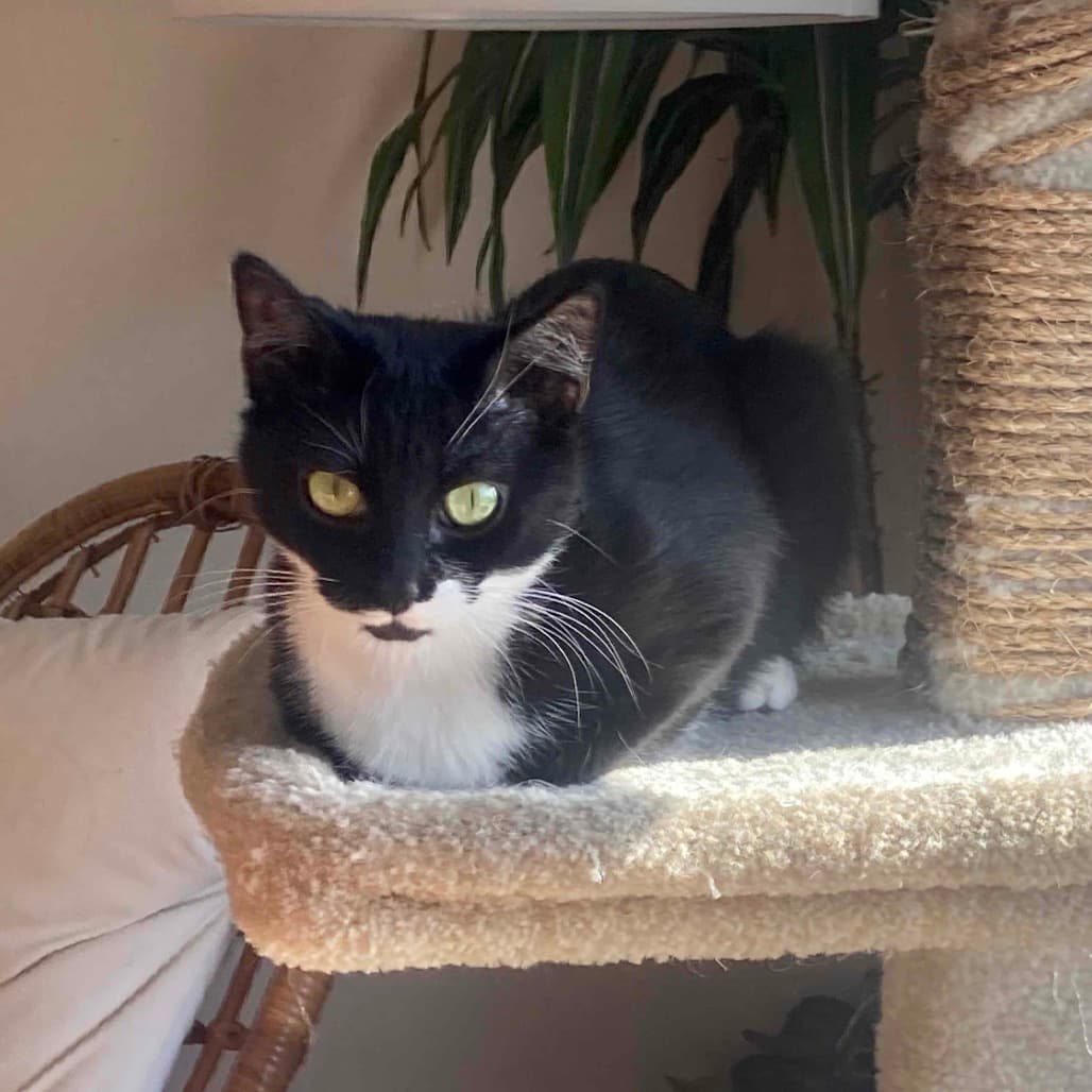 Raygun - Domestic Shorthair cat available for adoption at Vancouver Orphan Kitten Rescue Association in Vancouver