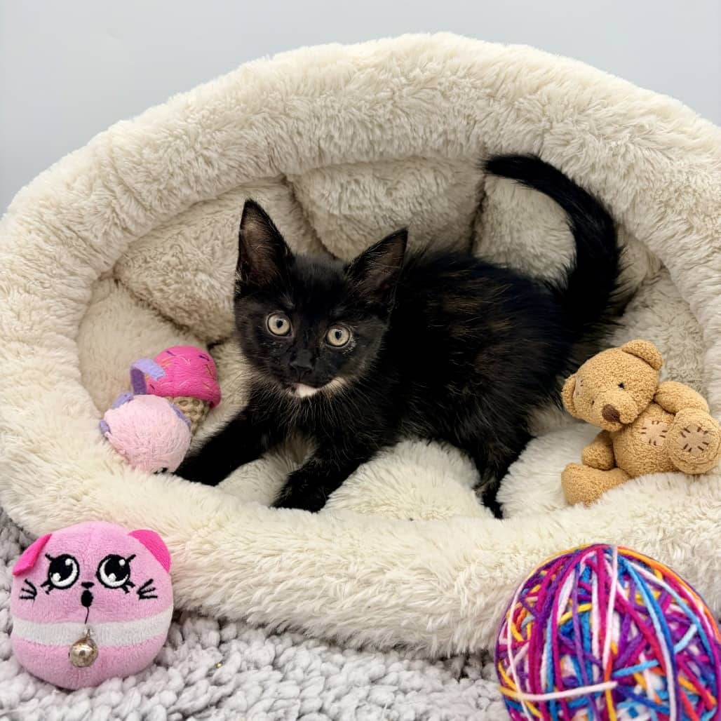 Mini Scoop - Domestic Shorthair available for adoption