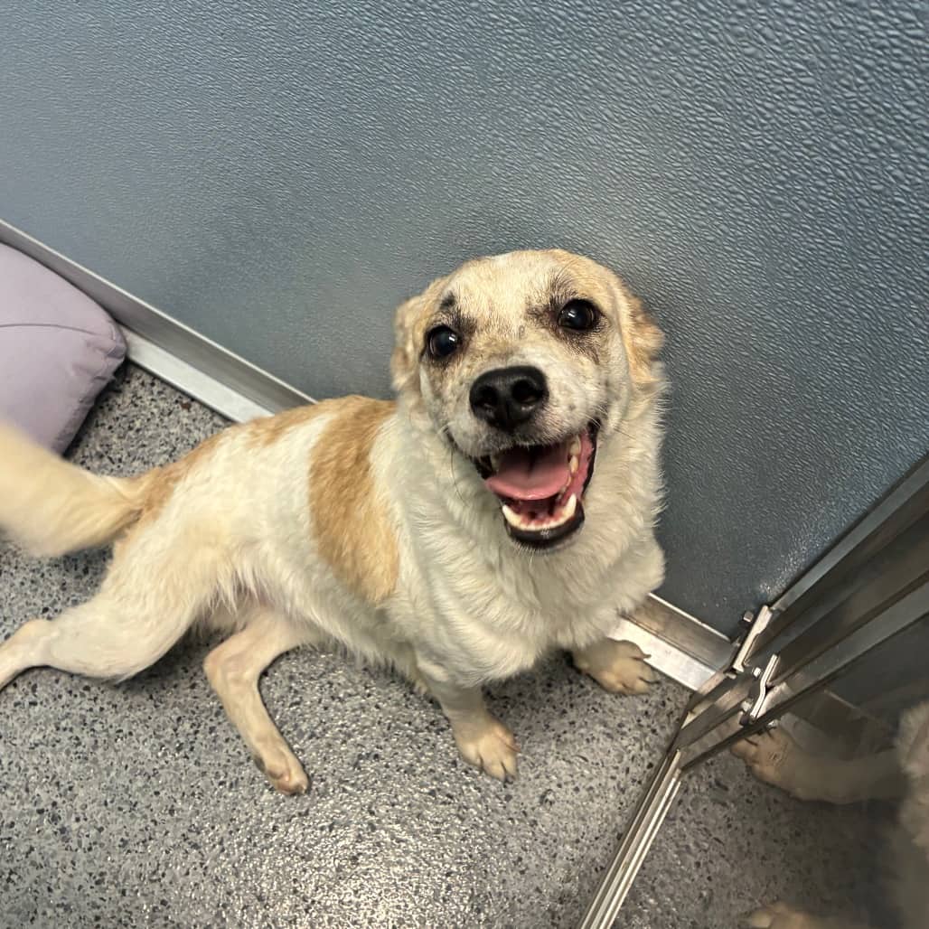 Tommy - Terrier available for adoption