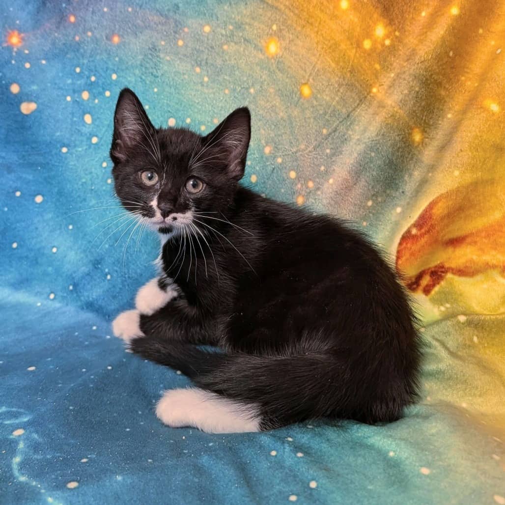 Ursula - Domestic Shorthair available for adoption
