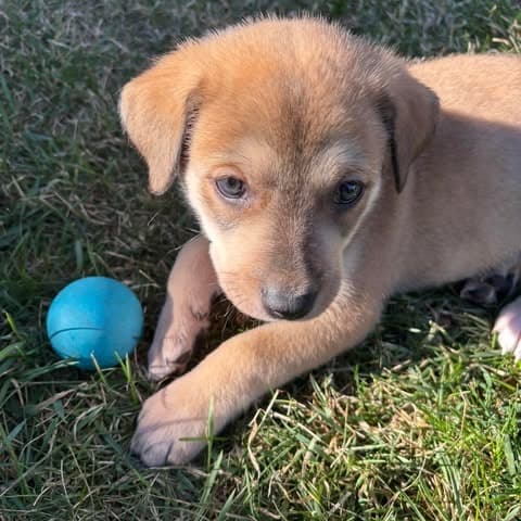 Chewbacca - Mixed Breed available for adoption in Calgary