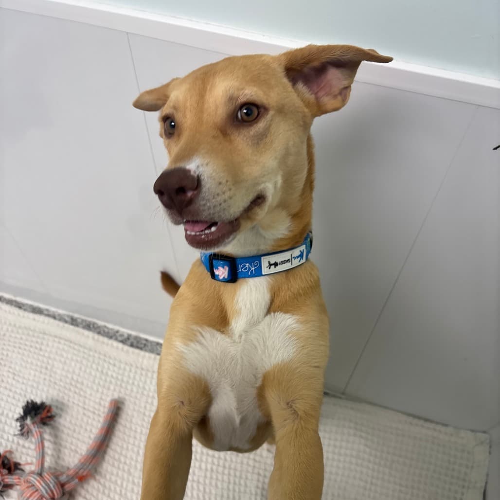Tulip - Mixed Breed (Medium) available for adoption
