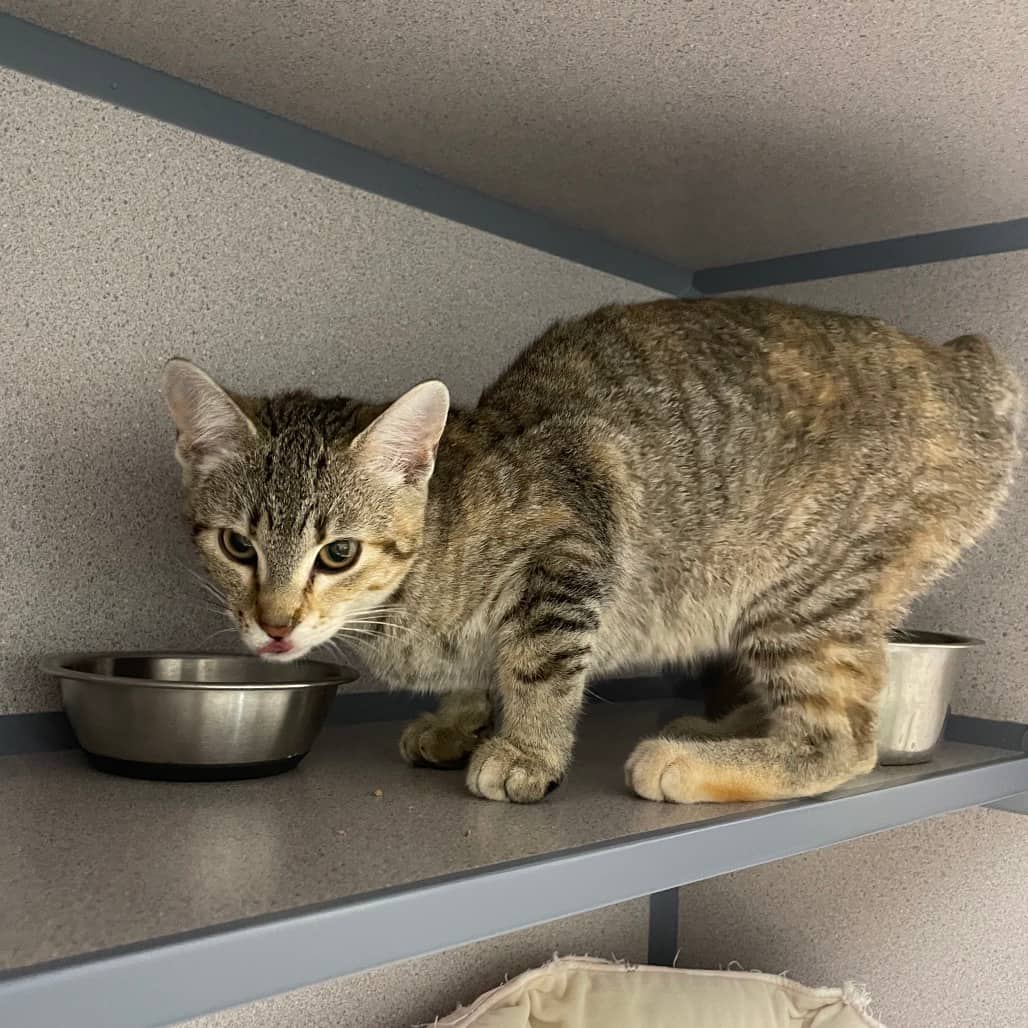 Sophia - Domestic Shorthair cat available for adoption at Battlefords Humane Society in North Battleford