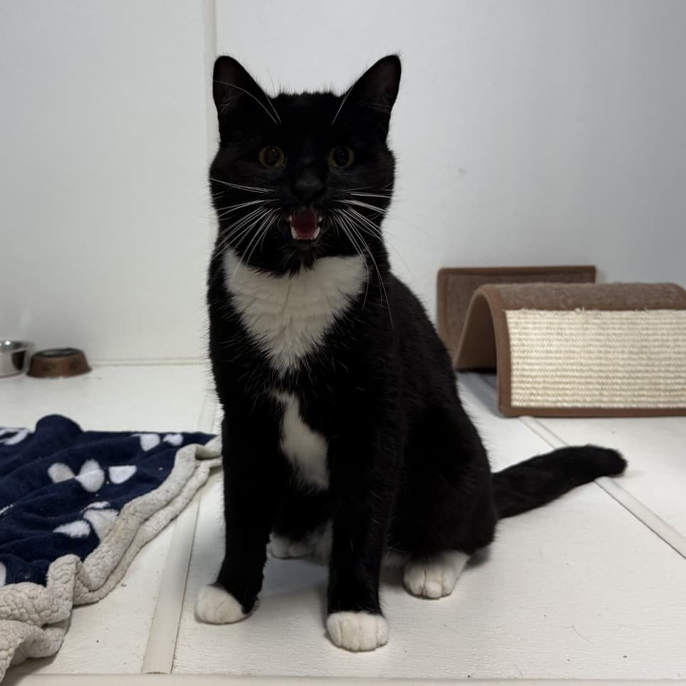 Wiggles - Domestic Shorthair available for adoption