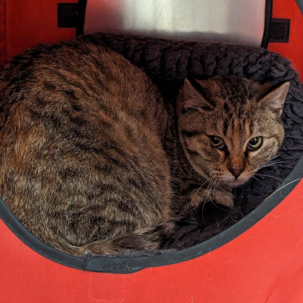 Bridget - Domestic Shorthair cat available for adoption at SCARS in Edmonton