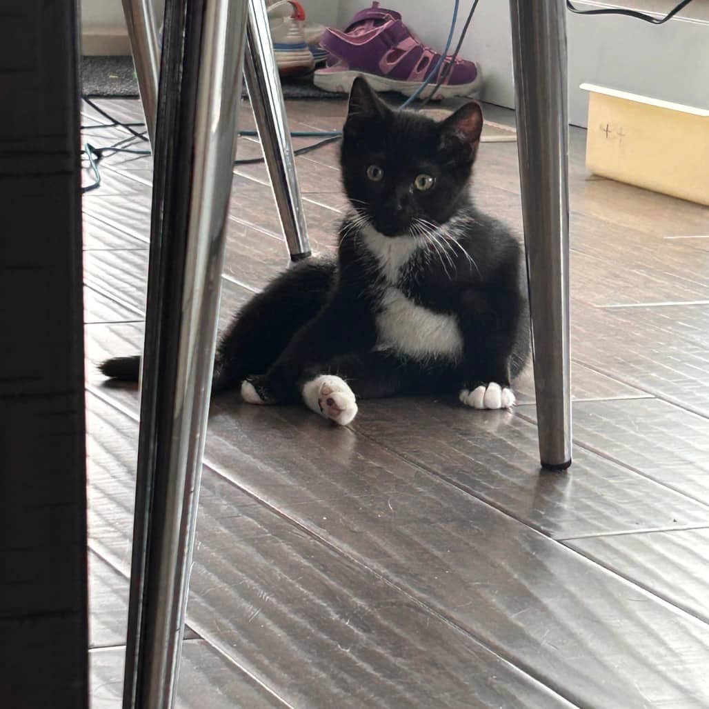 Kenny - Domestic Shorthair cat available for adoption at SCARS in Edmonton (1 of 3)