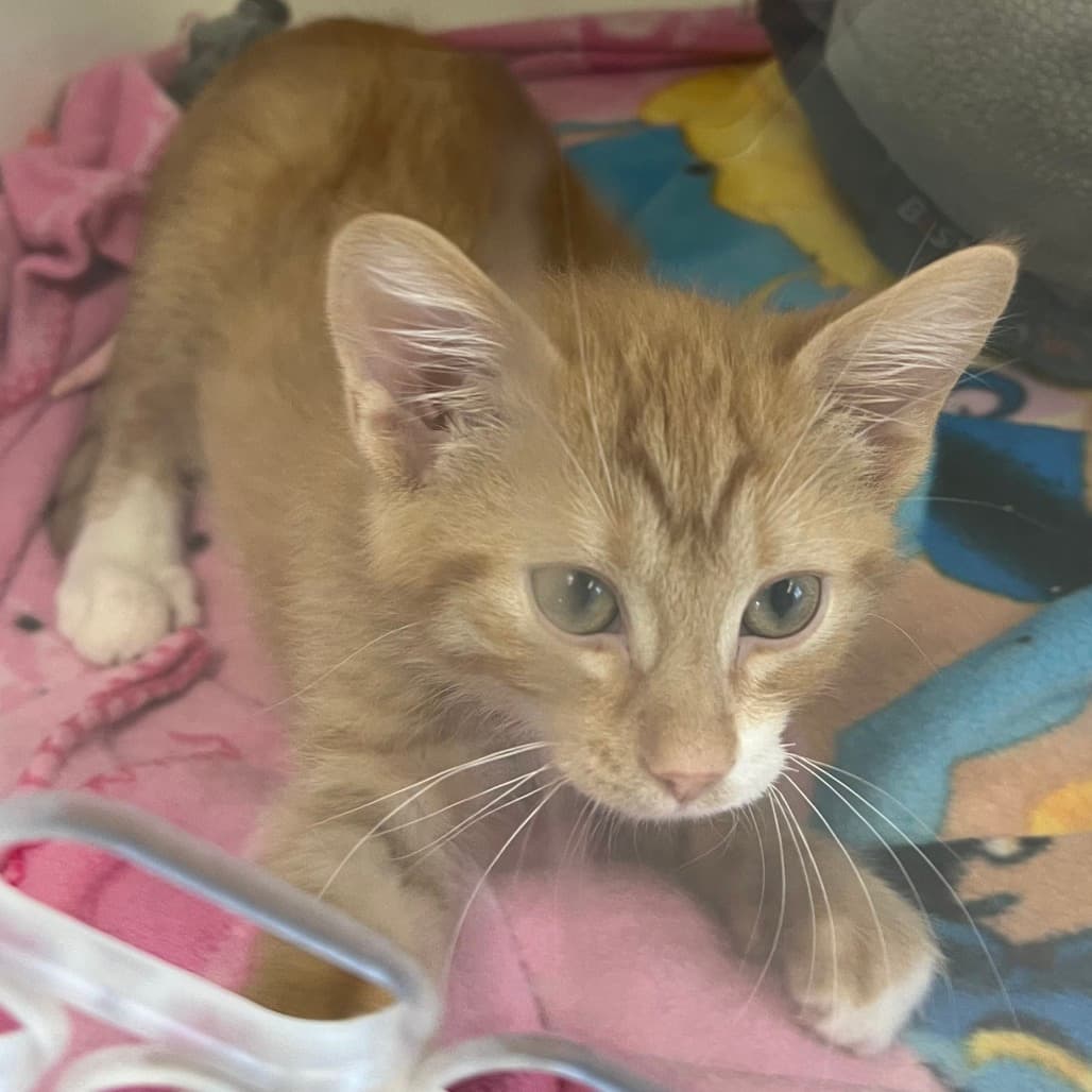 J-Roc - Domestic Shorthair available for adoption