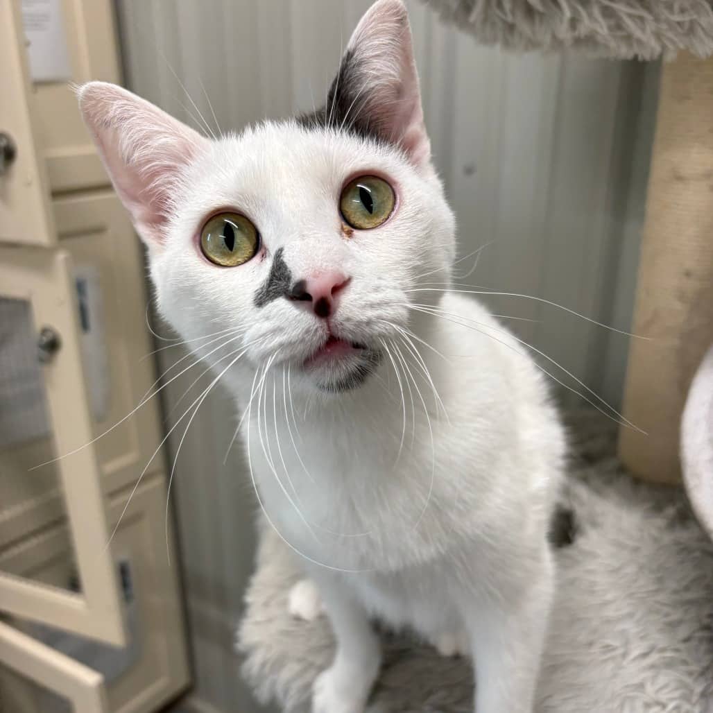 Skye - Domestic Shorthair available for adoption