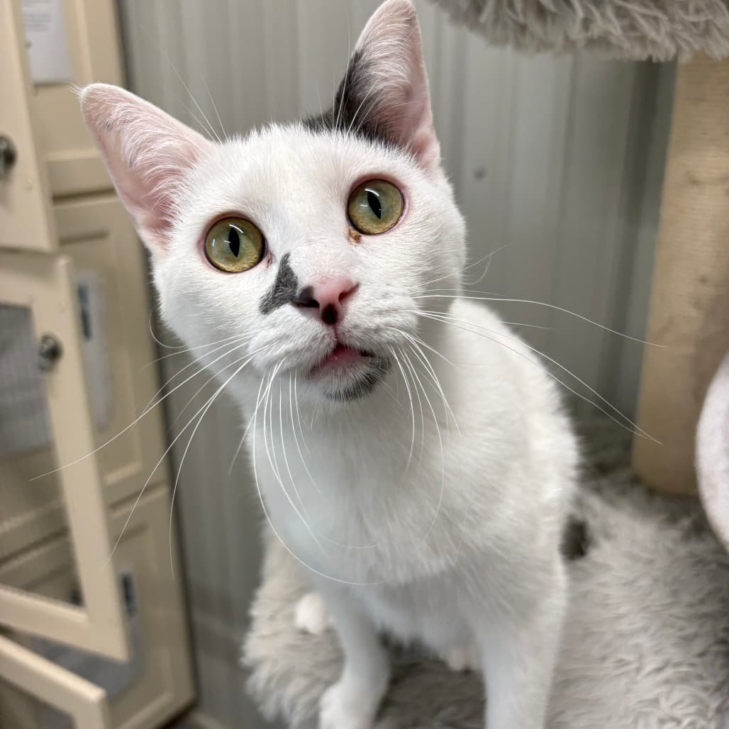 Skye - Domestic Shorthair available for adoption