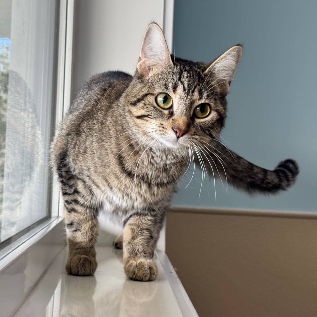 Buggy - Domestic Medium Hair cat available for adoption at Prince Albert SPCA in Prince Albert