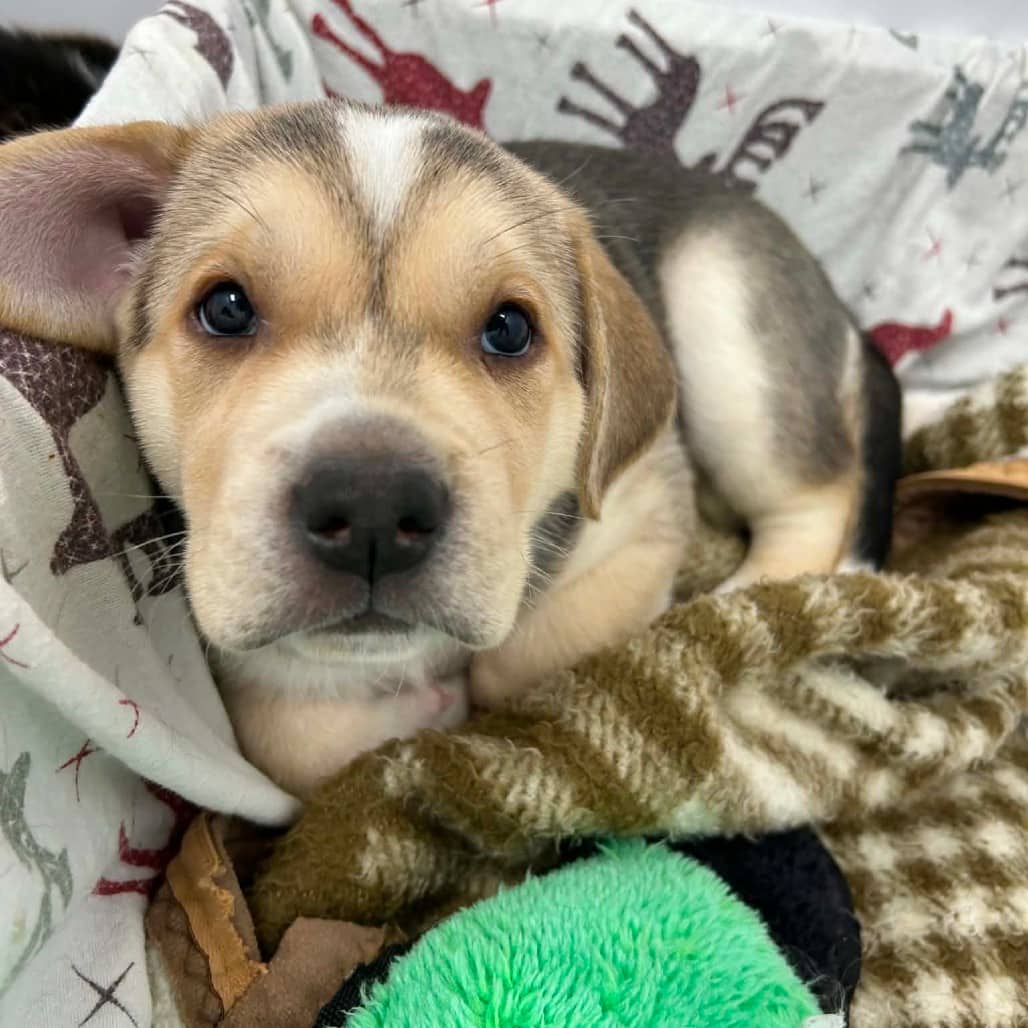 Lexa - Shepherd / Mixed Breed (Large) available for adoption in Calgary