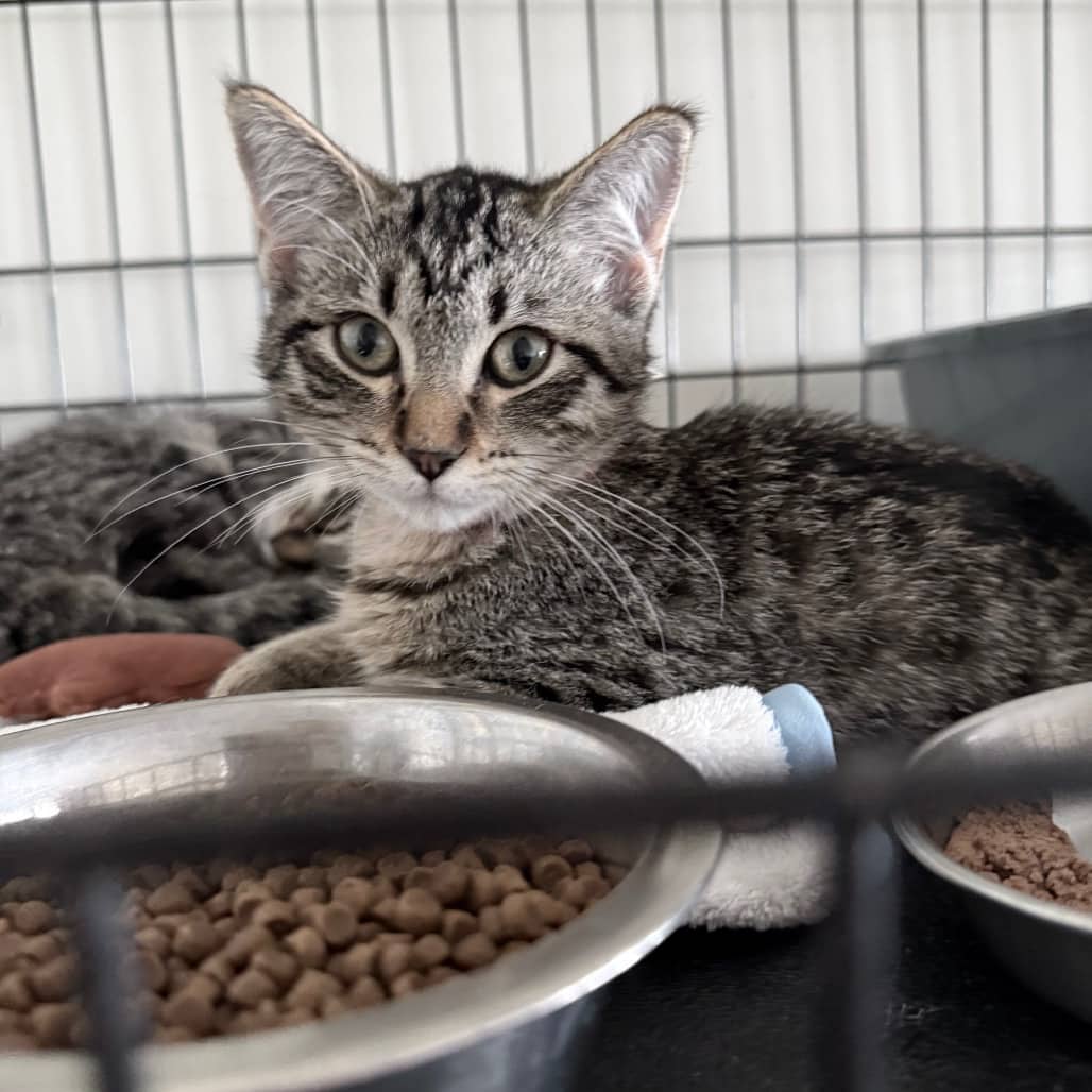 Wendy - Domestic Shorthair available for adoption