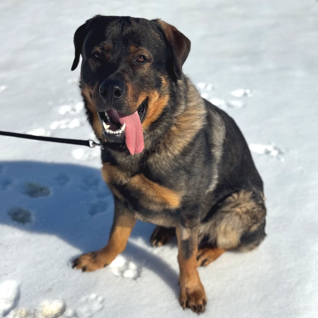 Kodiak - Mixed Breed (Large) available for adoption in Calgary