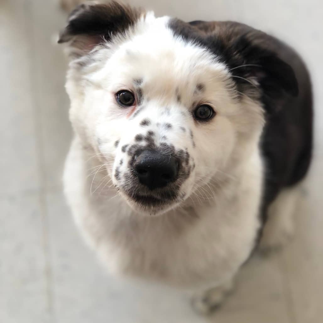 Pluto - Shepherd, Australian available for adoption in Saskatchewan