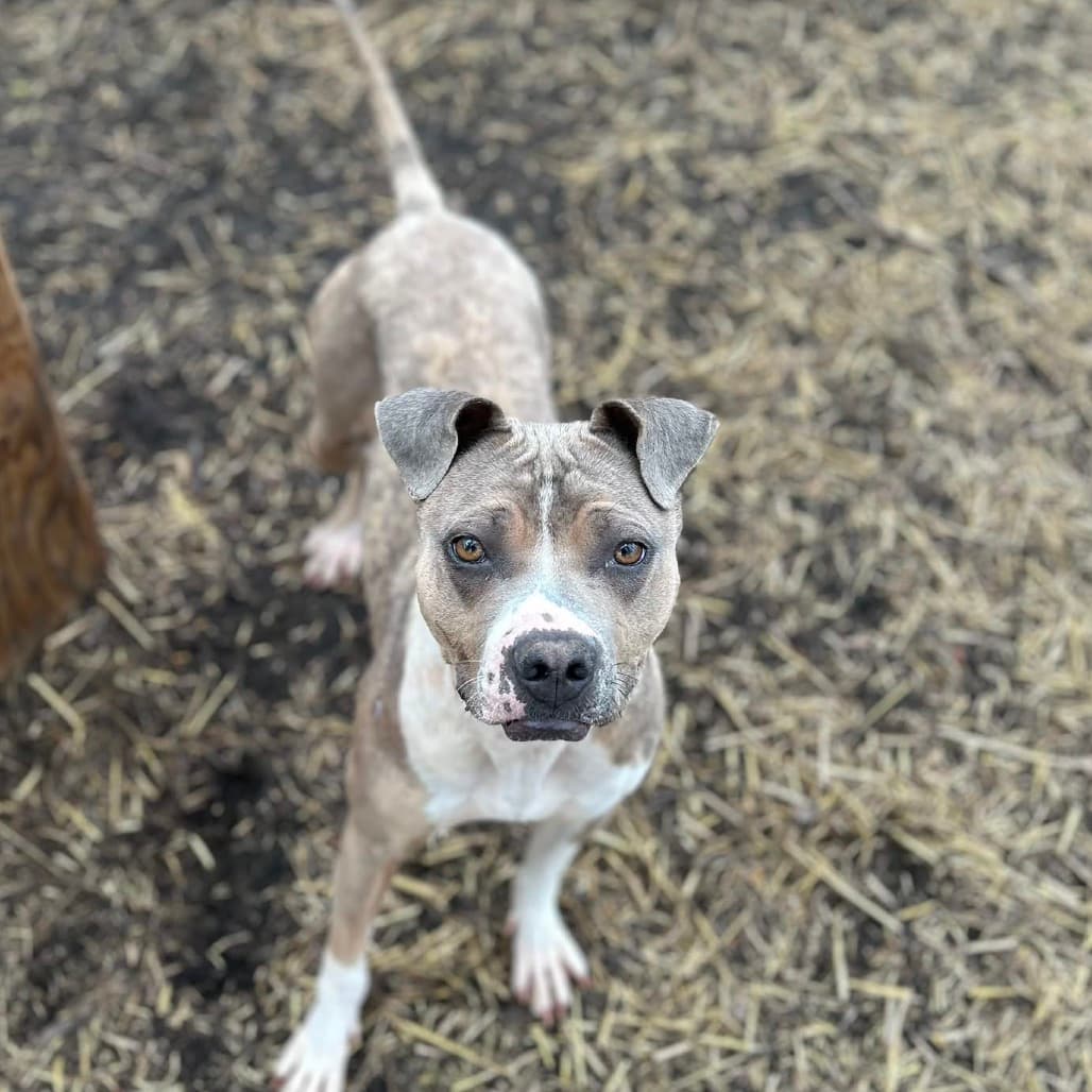 Lady - TERRIER, PIT BULL/MIX available for adoption in Alberta