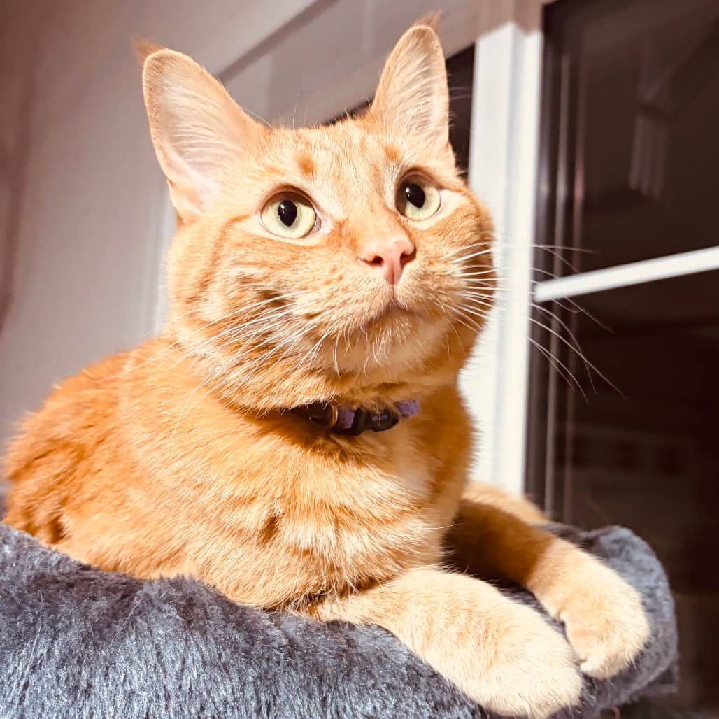 Elvis Purrsley - Domestic Shorthair cat available for adoption at SCARS in Edmonton (1 of 6)