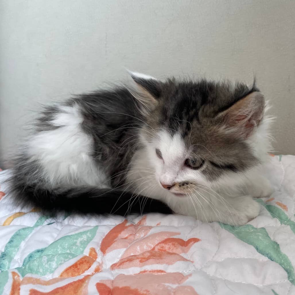 Pop - Domestic Medium Hair cat available for adoption at Battlefords Humane Society in North Battleford