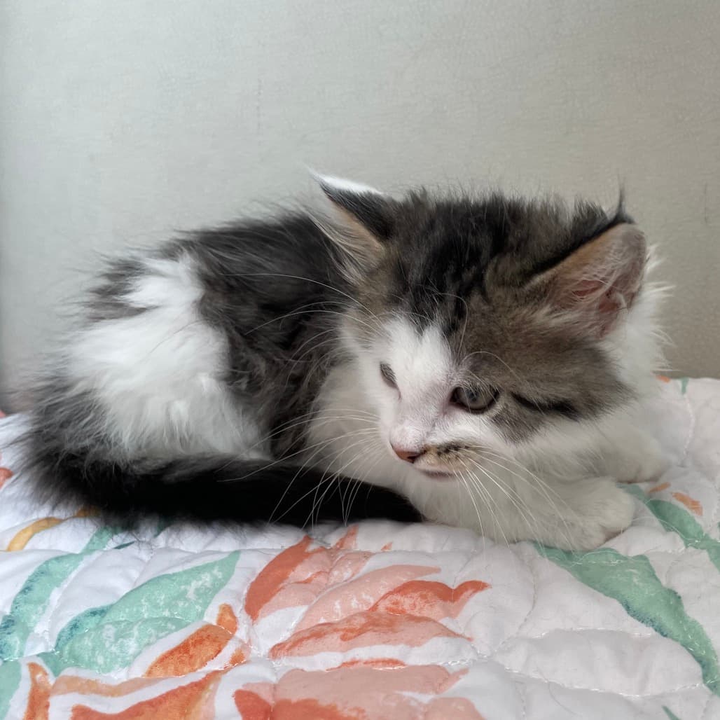 Pop - Domestic Medium Hair available for adoption