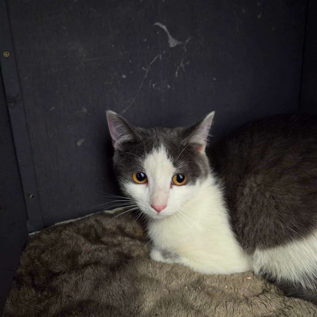 Blitz - Domestic Shorthair cat available for adoption at Battlefords Humane Society in Saskatchewan