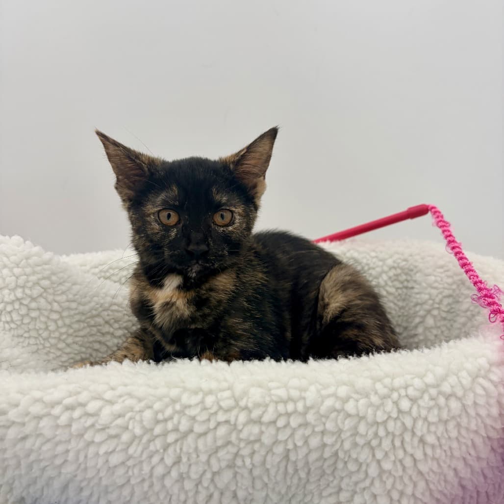 Gladys - Domestic Shorthair cat available for adoption at Moose Jaw Humane Society in Moose Jaw