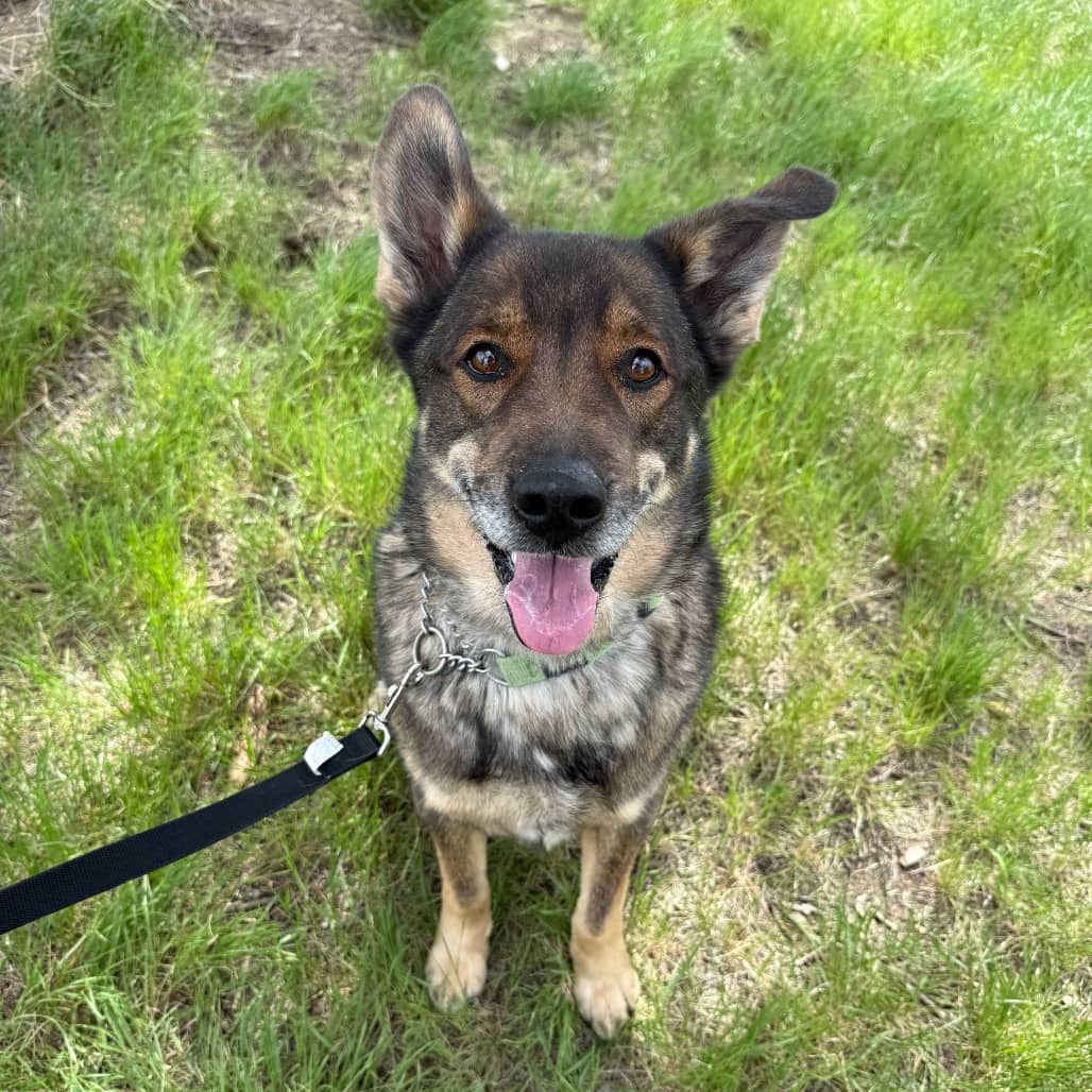 Chip - Shepherd, German / Mixed Breed (Medium) available for adoption