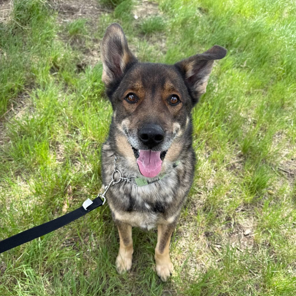 Chip - Shepherd, German / Mixed Breed (Medium) available for adoption