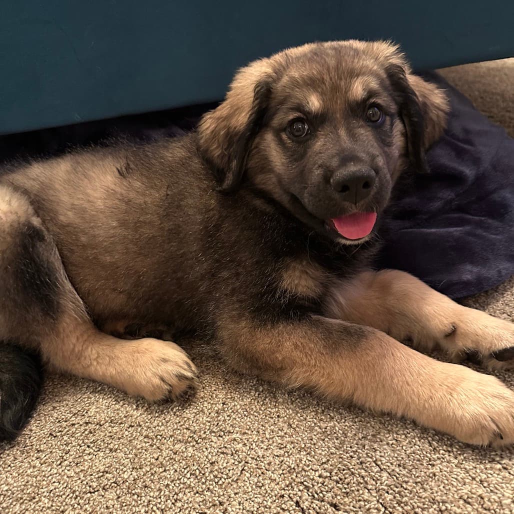 Rome - COLLIE, BORDER/MIX available for adoption in Alberta