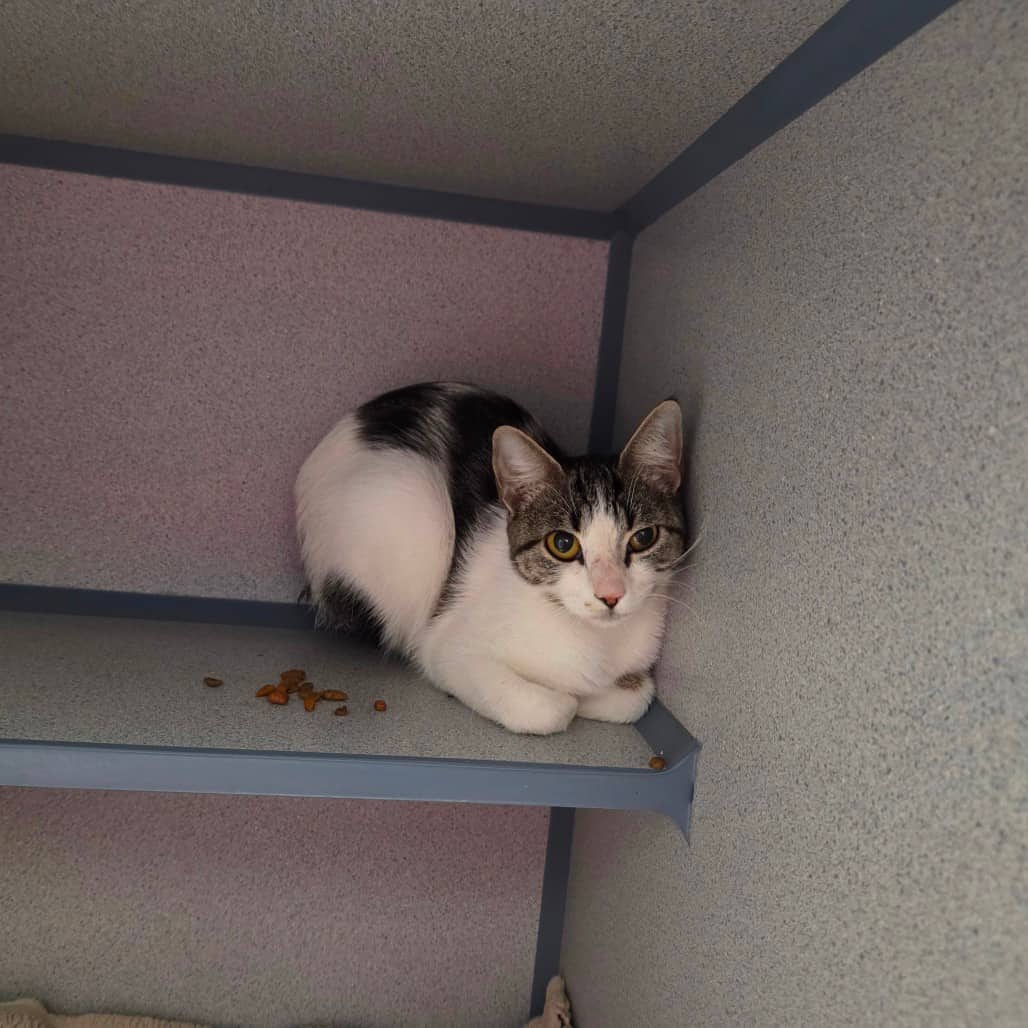Vince the Pince - Domestic Shorthair available for adoption