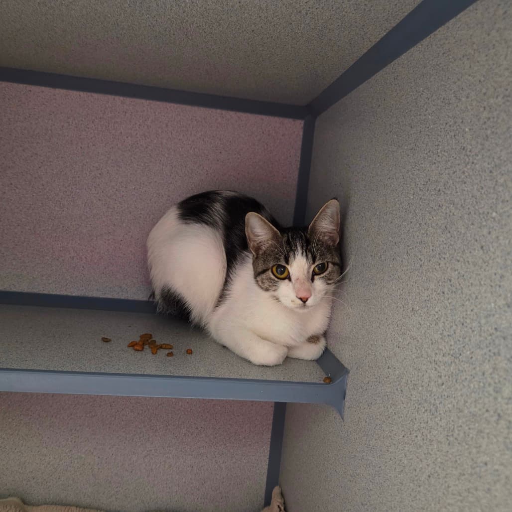 Vince the Pince - Domestic Shorthair cat available for adoption at Battlefords Humane Society in North Battleford