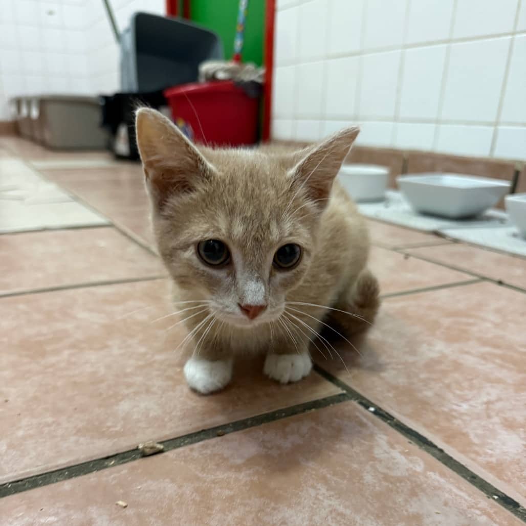 Ghost Pepper - Domestic Shorthair available for adoption