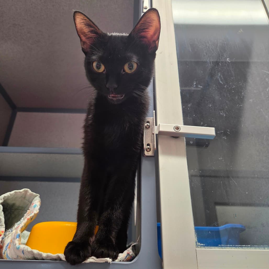 Sterling - Domestic Shorthair cat available for adoption at Battlefords Humane Society in Saskatchewan