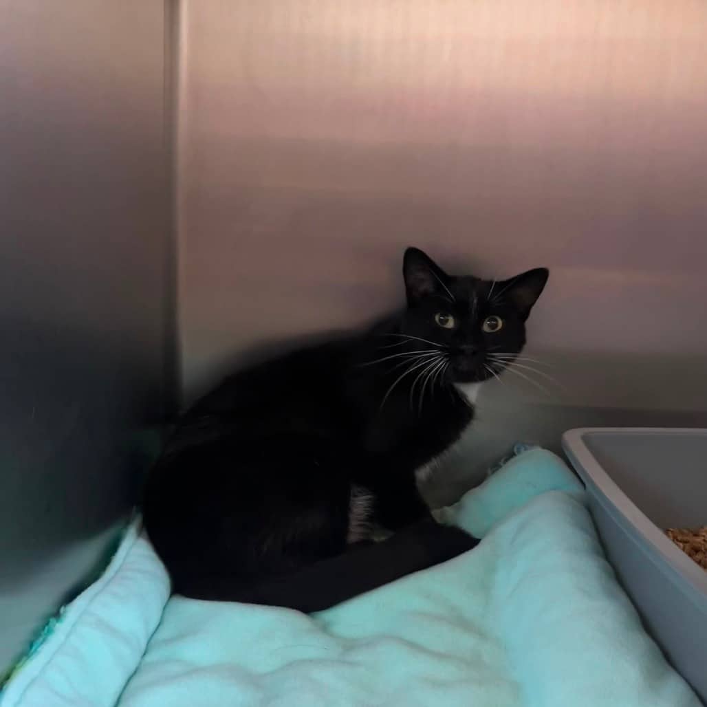 Ember - Domestic Shorthair cat available for adoption at SCARS in Edmonton (1 of 2)