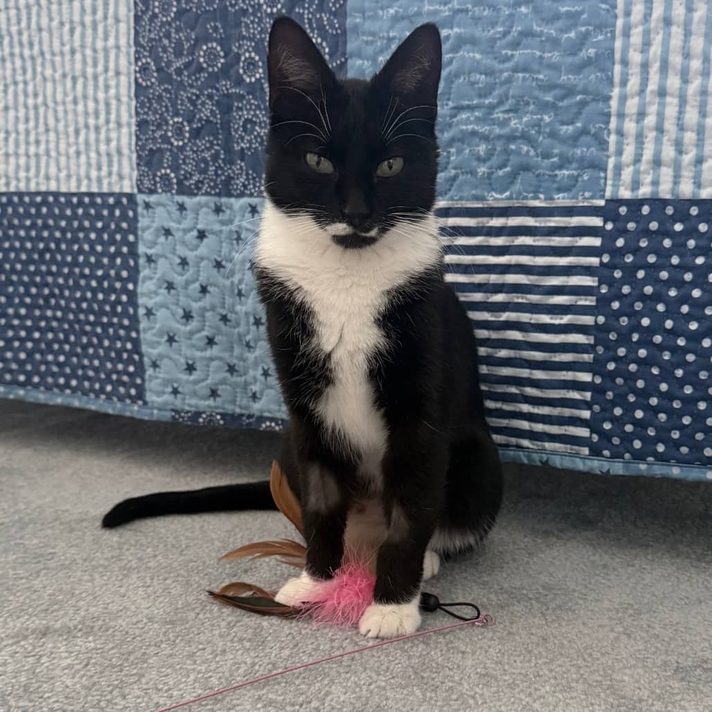 Noodles - Domestic Shorthair available for adoption