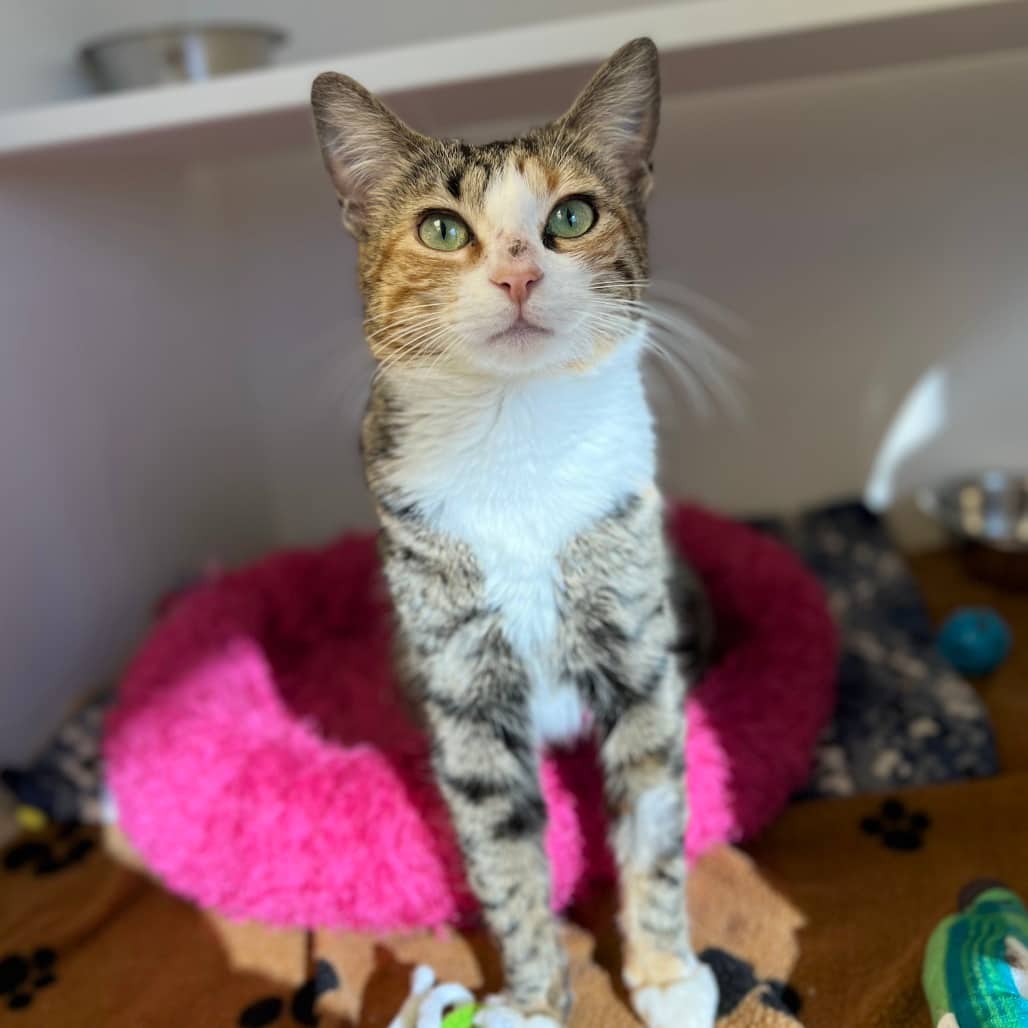 Ember - Domestic Shorthair available for adoption